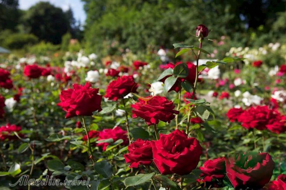 باغ گل رز برن - سوئیس | علاءالدین تراول