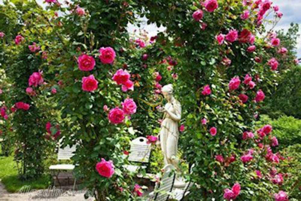 باغ گل رز برن - سوئیس | علاءالدین تراول