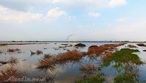 تالاب بیشه دالان بروجرد