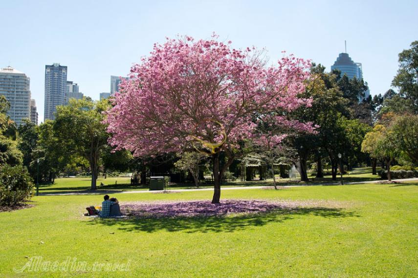 باغ های گیاه شناسی شهر بریزبن | علاالدین تراول