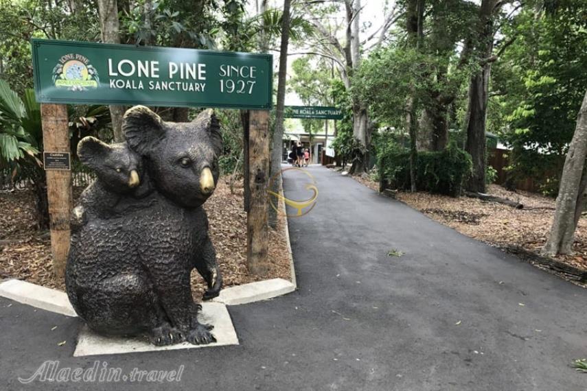 پناهگاه کوآلاهای لون پاین در بریزبن | علاالدین تراول