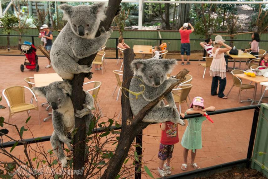 پناهگاه کوآلاهای لون پاین در بریزبن | علاالدین تراول