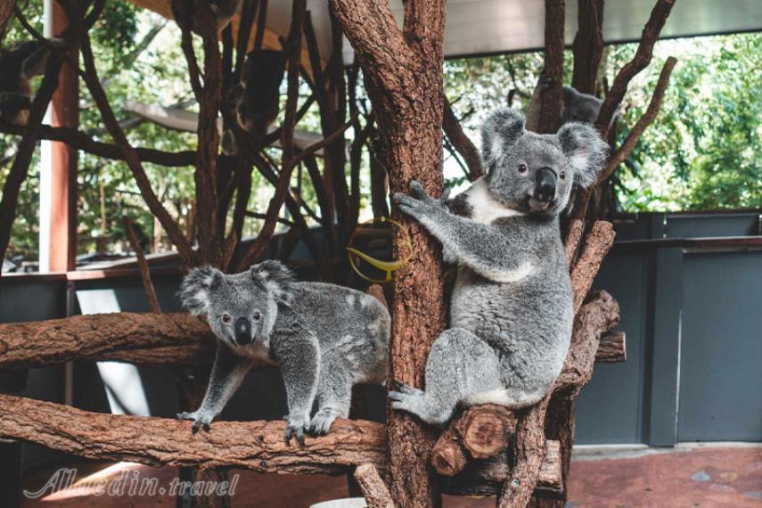 پناهگاه کوآلاهای لون پاین در بریزبن | علاالدین تراول