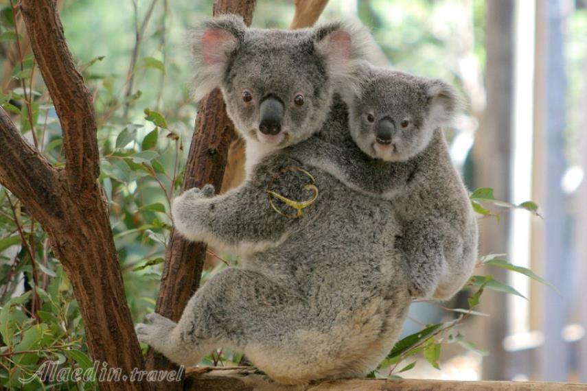 پناهگاه کوآلاهای لون پاین در بریزبن | علاالدین تراول