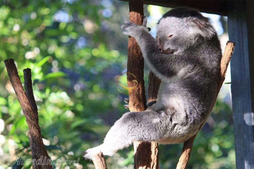 پناهگاه کوآلاهای لون پاین در بریزبن | علاالدین تراول