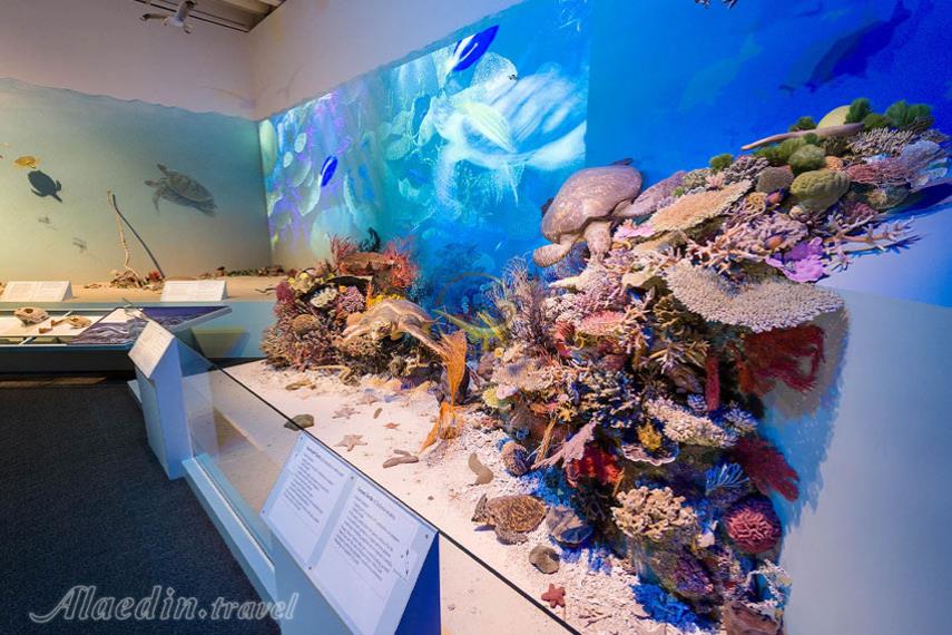 موزه کوئینزلند بریزبن | علاالدین تراول