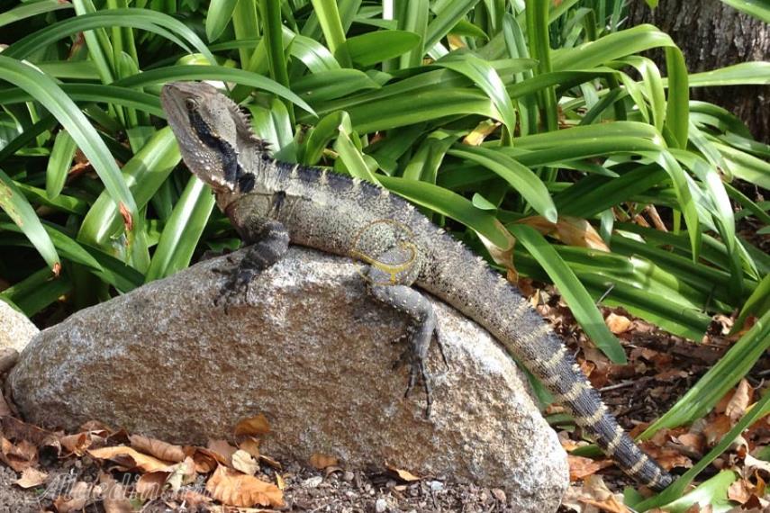 پارک خیابان روما بریزبن | علاالدین تراول