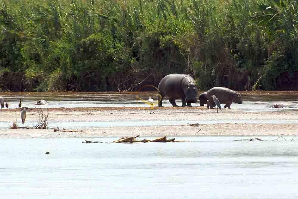 پارک ملی روسیزی در بوجومبورا - بوروندی | علاءالدین تراول