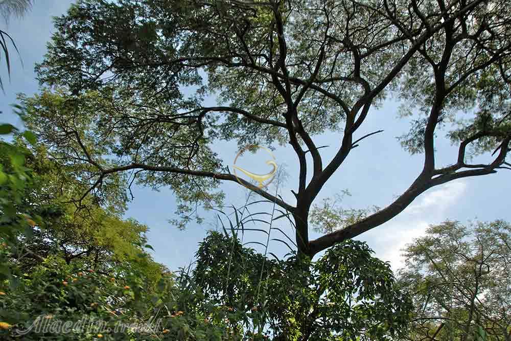 پارک ملی روسیزی در بوجومبورا - بوروندی | علاءالدین تراول