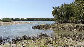 منطقه حفاظت شده حله در بوشهر