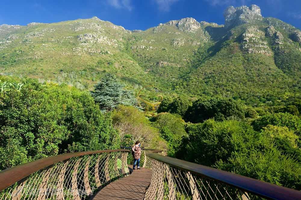 باغ گیاهشناسی ملی کریستن بوش کیپ تاون | علاءالدین تراول