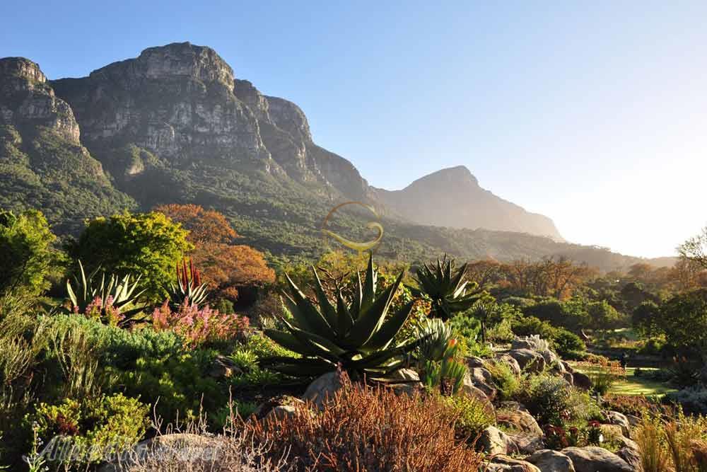 باغ گیاهشناسی ملی کریستن بوش کیپ تاون | علاءالدین تراول