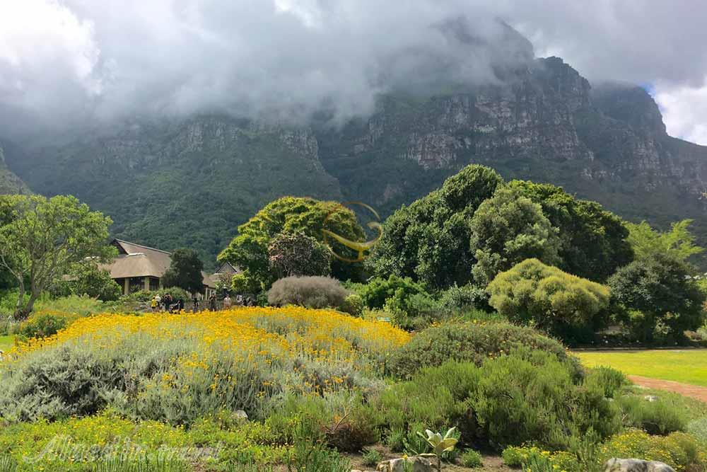 باغ گیاهشناسی ملی کریستن بوش کیپ تاون | علاءالدین تراول