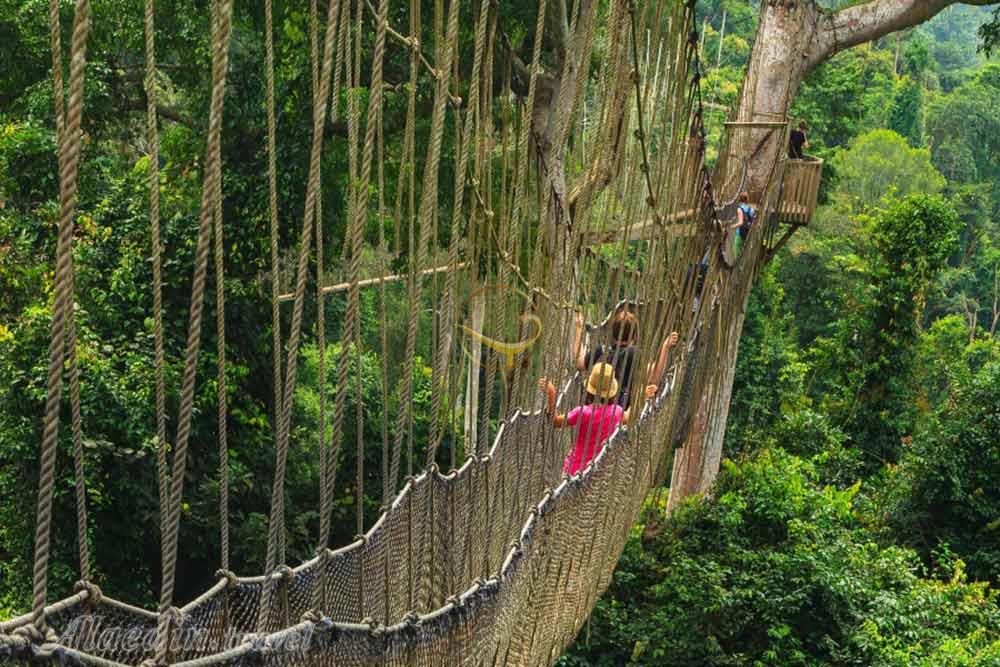 پارک ملی کاکوم در استان مرکزی غنا | علاءالدین تراول