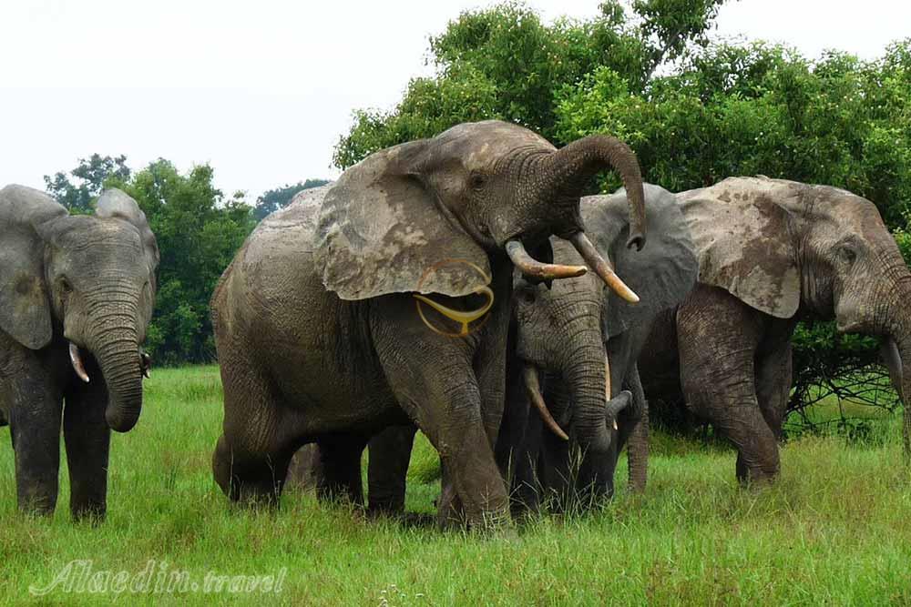 پارک ملی کاکوم در استان مرکزی غنا | علاءالدین تراول