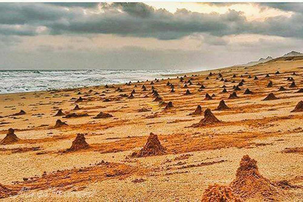 ساحل خرچنگ ها چابهار | علاءالدین تراول