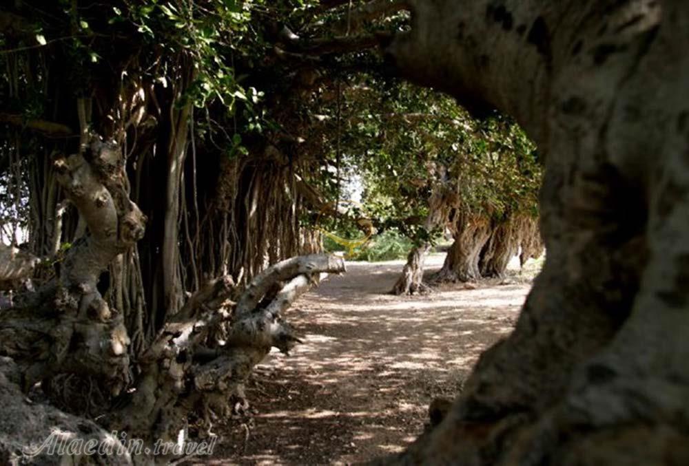 درخت انجیر معابد چابهار | علاءالدین تراول