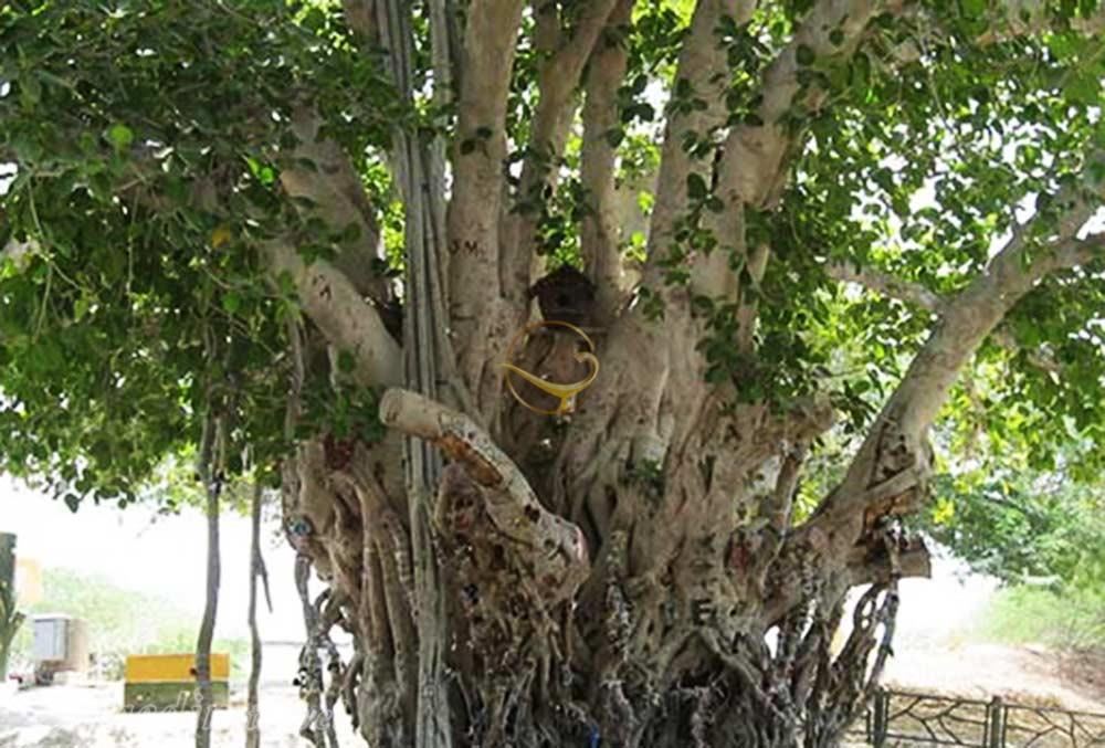 درخت انجیر معابد چابهار | علاءالدین تراول