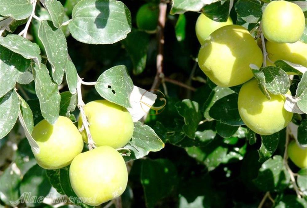 باغ میوه های گرمسیری چابهار | علاءالدین تراول