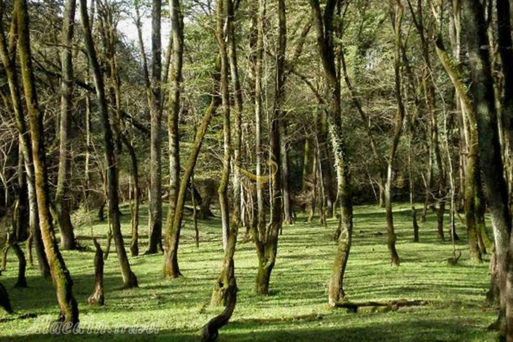 پارک جنگلی فین چالوس | علاءالدین تراول