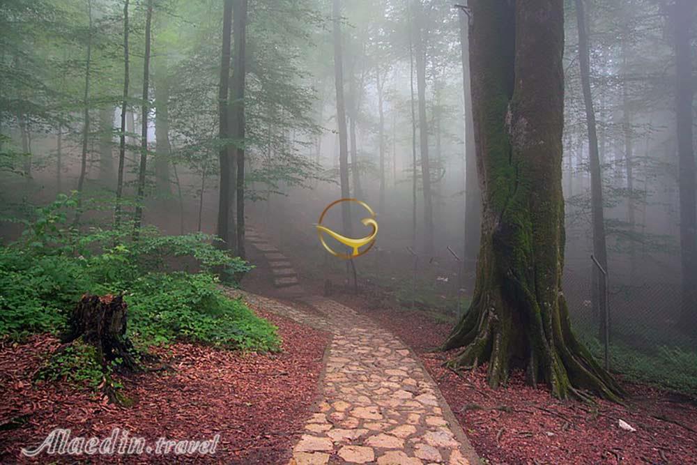 تله کابین نمک آبرود در چالوس | علاءالدین تراول