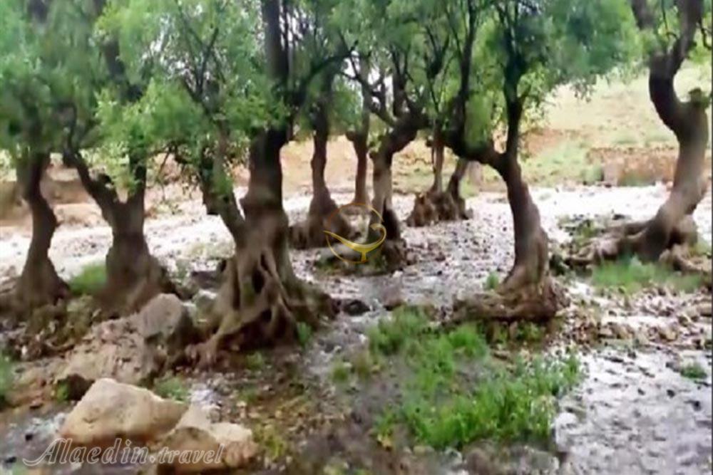 سراب رفتخان چگنی لرستان | علاءالدین تراول