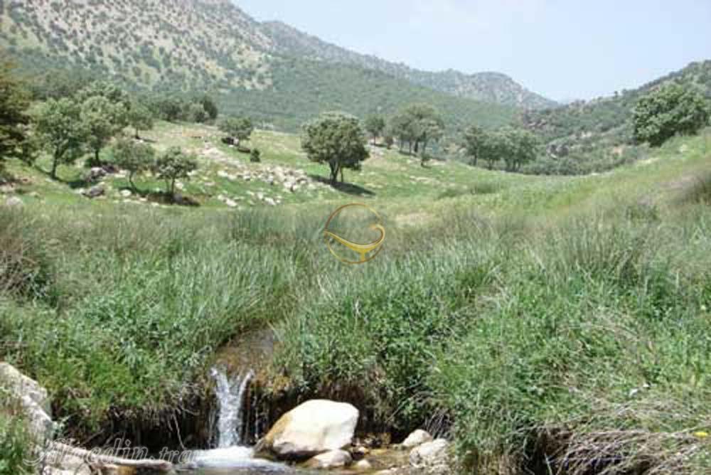 منطقه حفاظت شده سفیدکوه چگنی لرستان | علاءالدین تراول