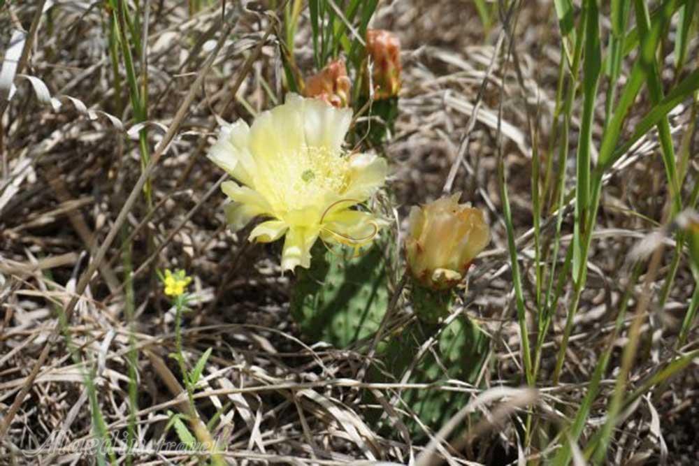 هنرستان پارک گارفیلد شیکاگو - آمریکا | علاءالدین تراول