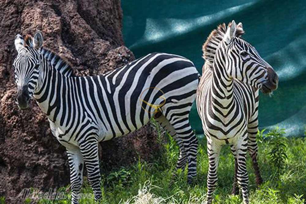 باغ وحش پارک لینکولن شیکاگو - آمریکا | علاءالدین تراول