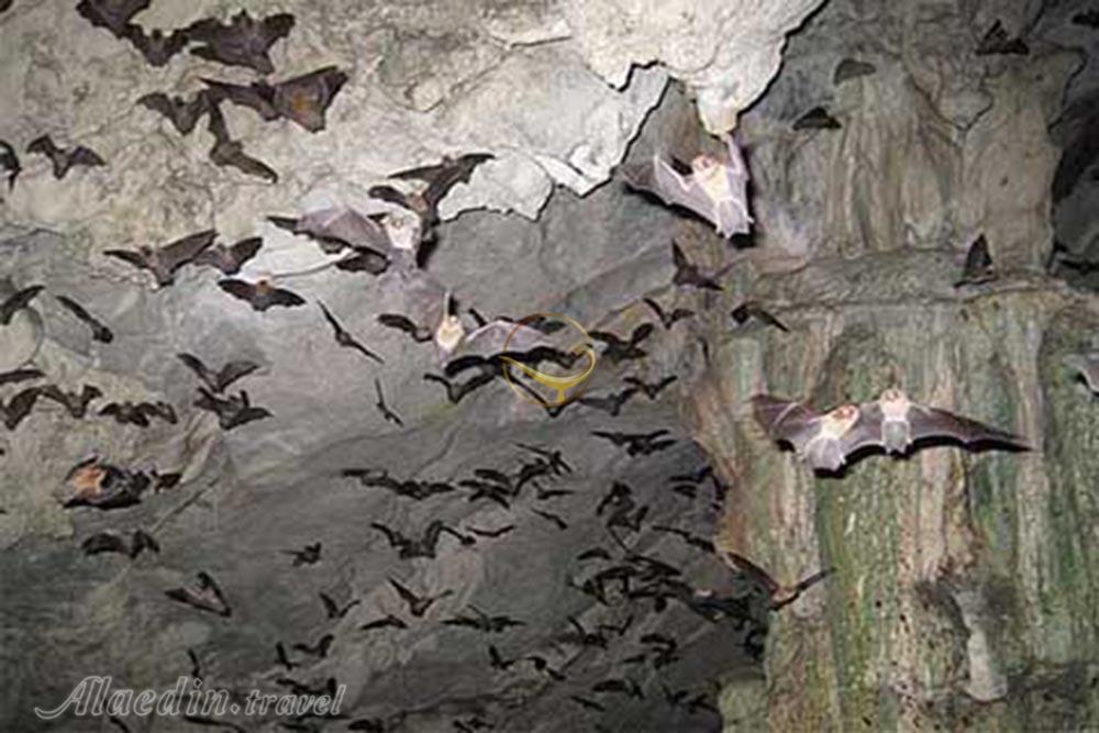 غارخفاش دهلران | علاءالدین تراول