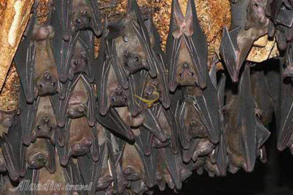 غارخفاش دهلران | علاءالدین تراول