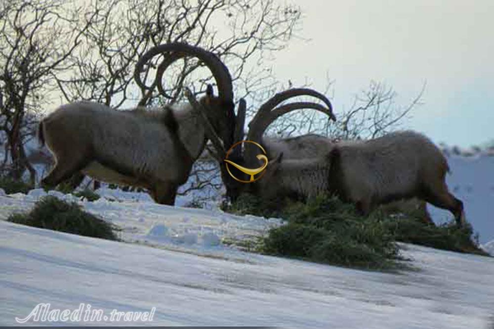 منطقه حفاظت شده دنا | علاءالدین تراول
