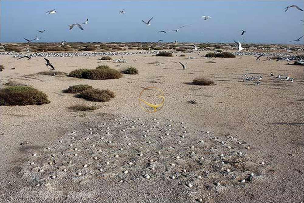 پارک ملی دیر (نخیلو) در دیر | علاءالدین تراول