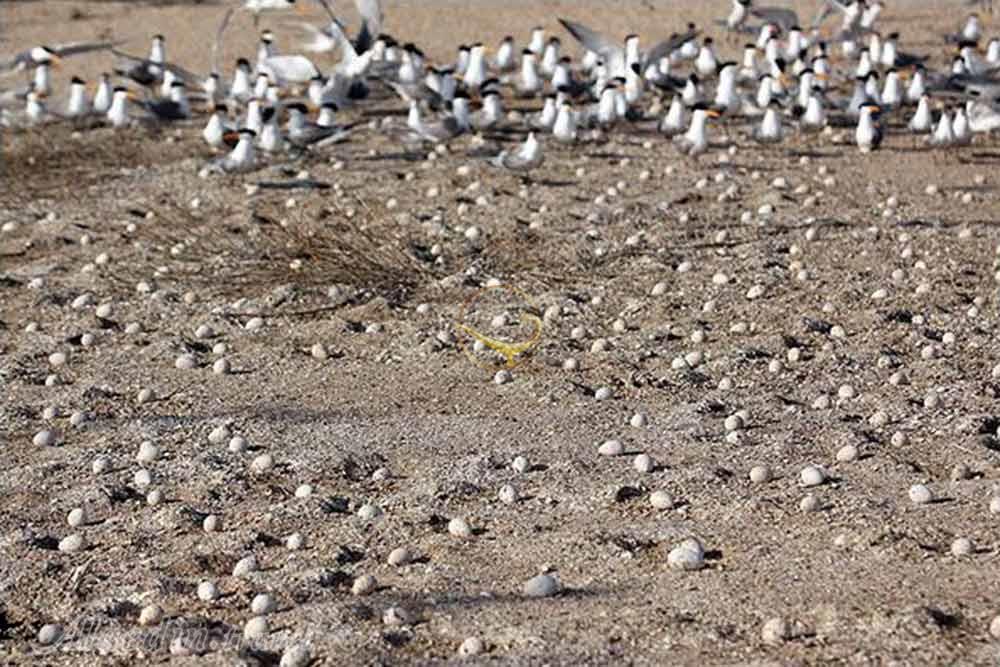 پارک ملی دیر (نخیلو) در دیر | علاءالدین تراول