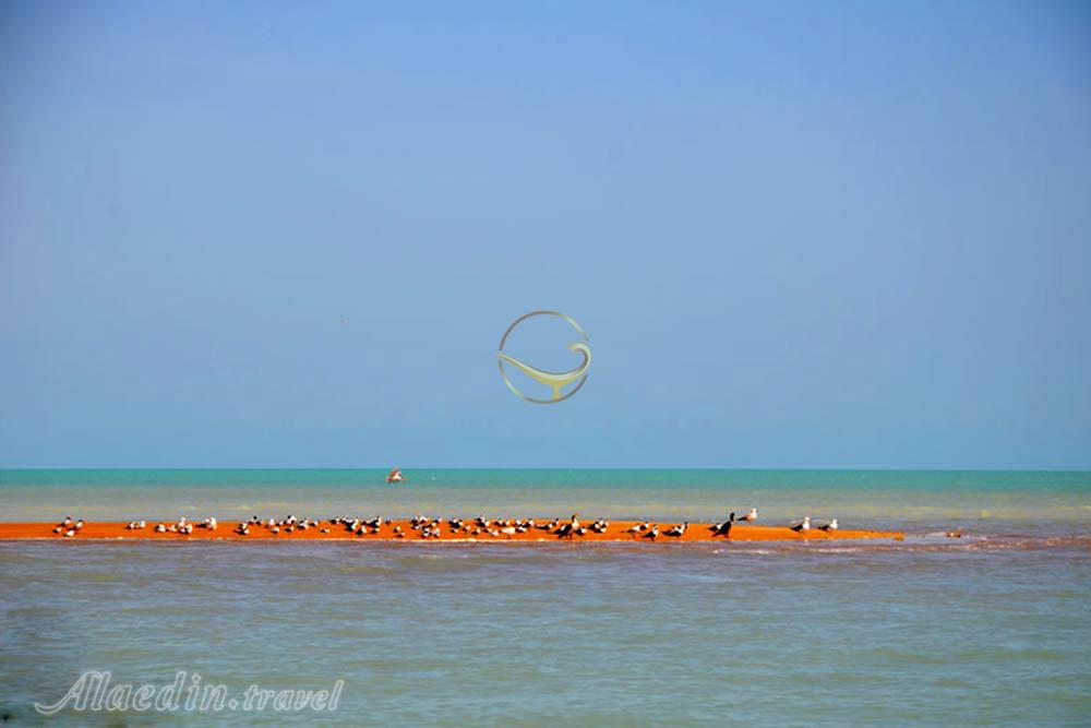 جزیره ام الکرم (جزیره گرم) در دیر | علاءالدین تراول