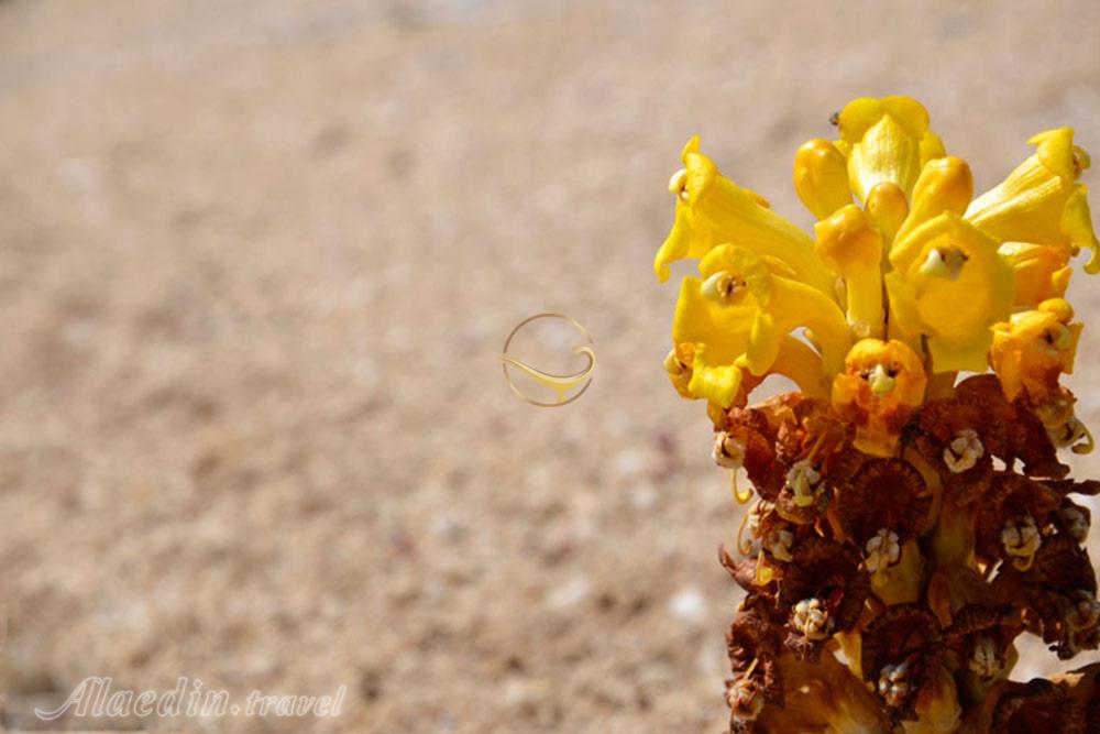 جزیره ام الکرم (جزیره گرم) در دیر | علاءالدین تراول