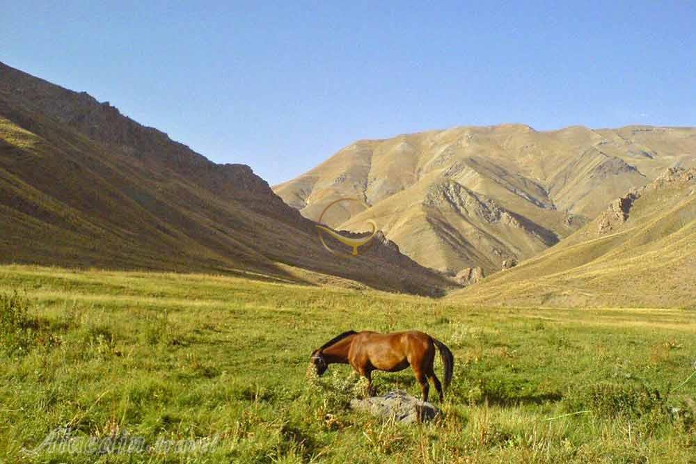 کوه چهل چشمه دیواندره | علاءالدین تراول