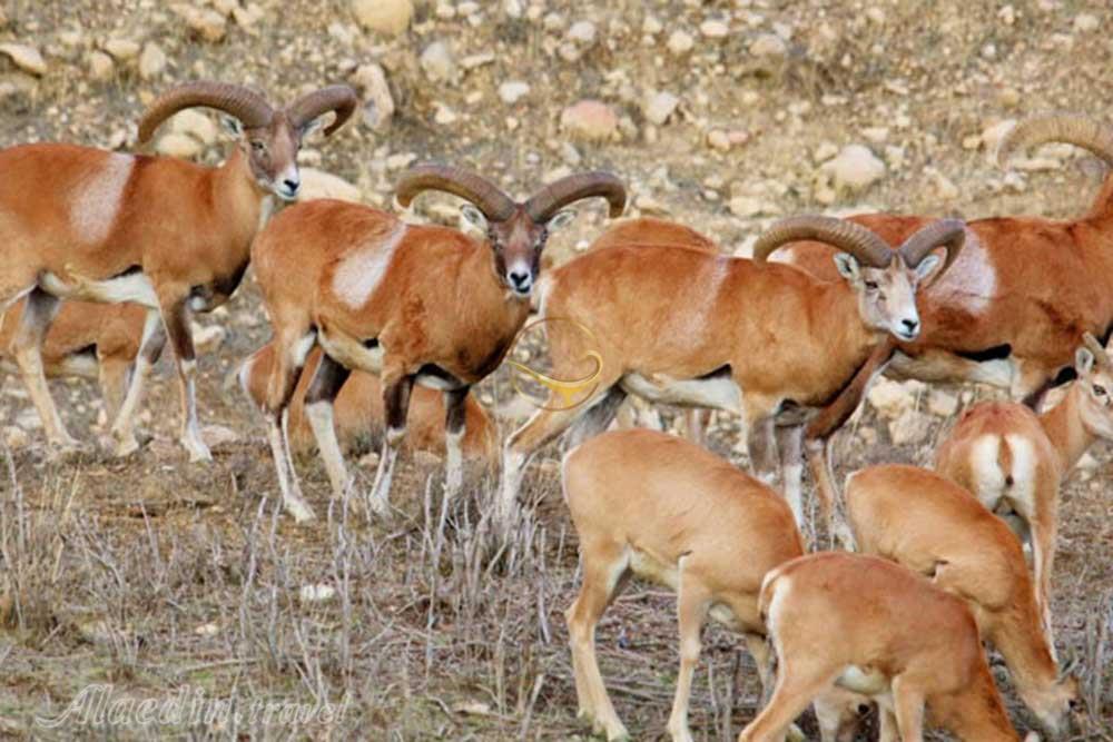 منطقه شکار ممنوع زرینه اوباتو دیواندره | علاءالدین تراول