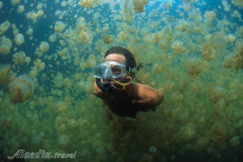 دریاچه عروس دریایی در ایل مالک - پالائو | علاءالدین تراول