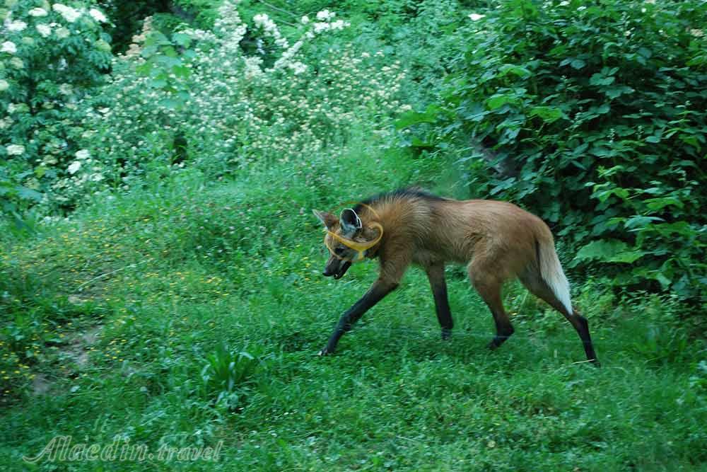 باغ وحش فرانکفورت - آلمان | علاءالدین تراول