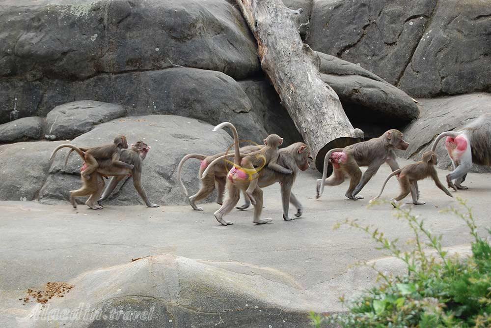 باغ وحش فرانکفورت - آلمان | علاءالدین تراول