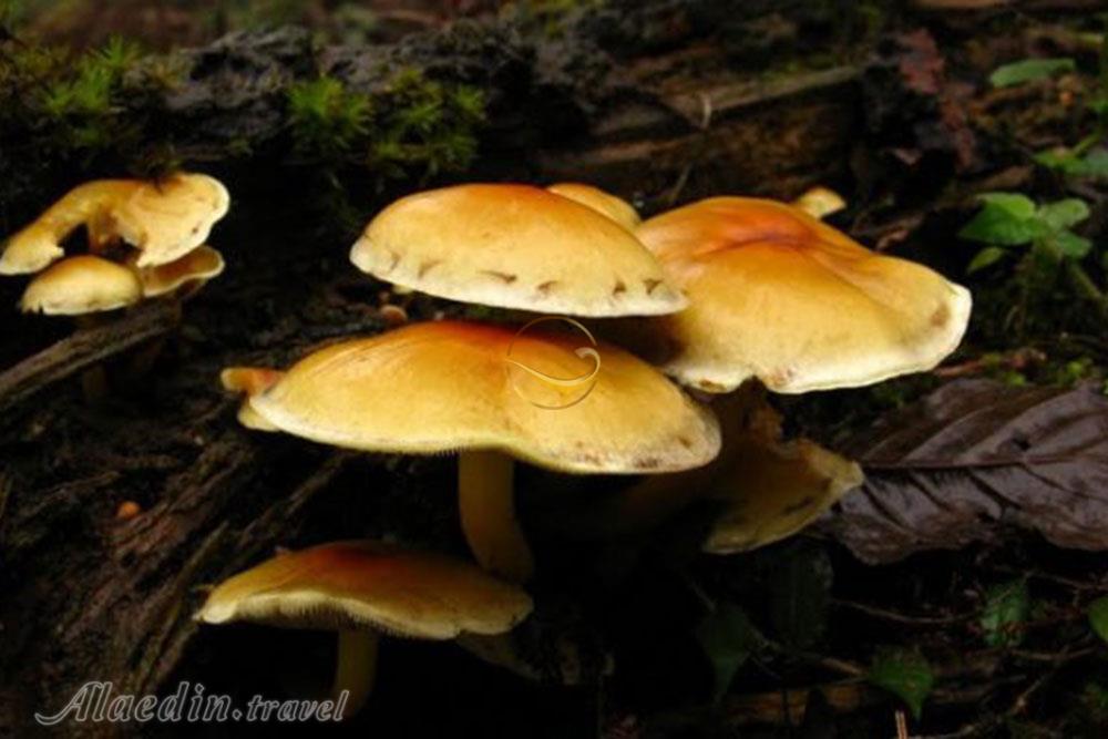 منطقه حفاظت شده گشت رودخان فومن | علاءالدین تراول