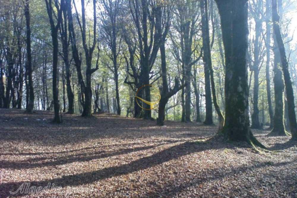 منطقه حفاظت شده گشت رودخان فومن | علاءالدین تراول