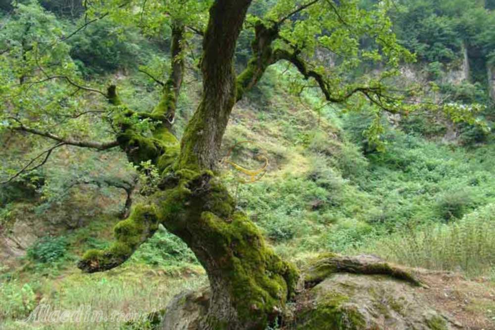 ییلاق زودل سر فومن | علاءالدین تراول