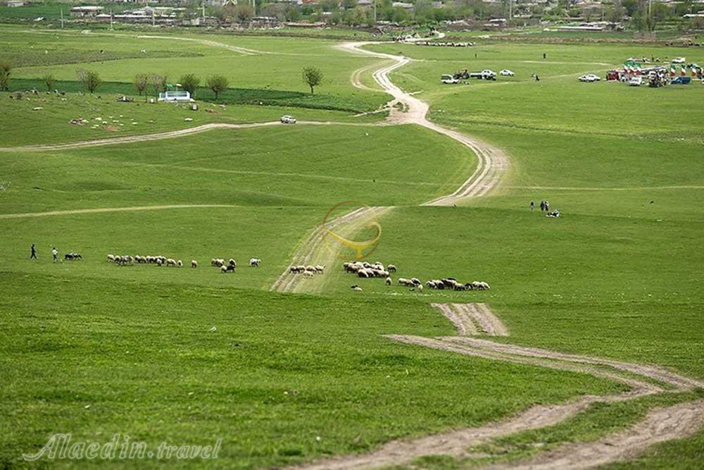 دشت آق قمیش گالیکش | علاءالدین تراول