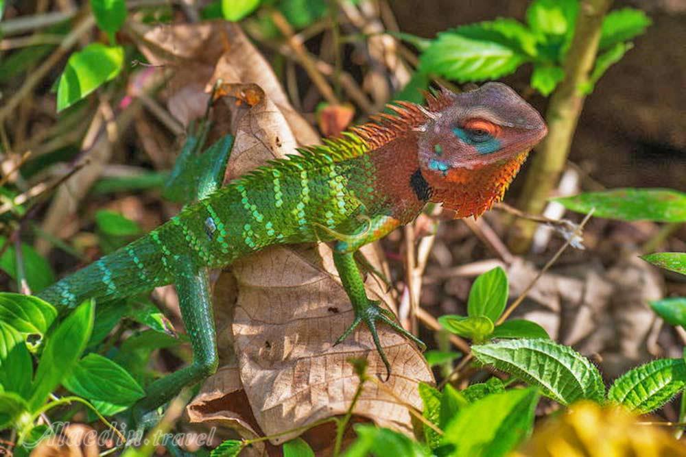 جنگل حفاظت شده سیناراجا در گاله - سریلانکا | علاءالدین تراول