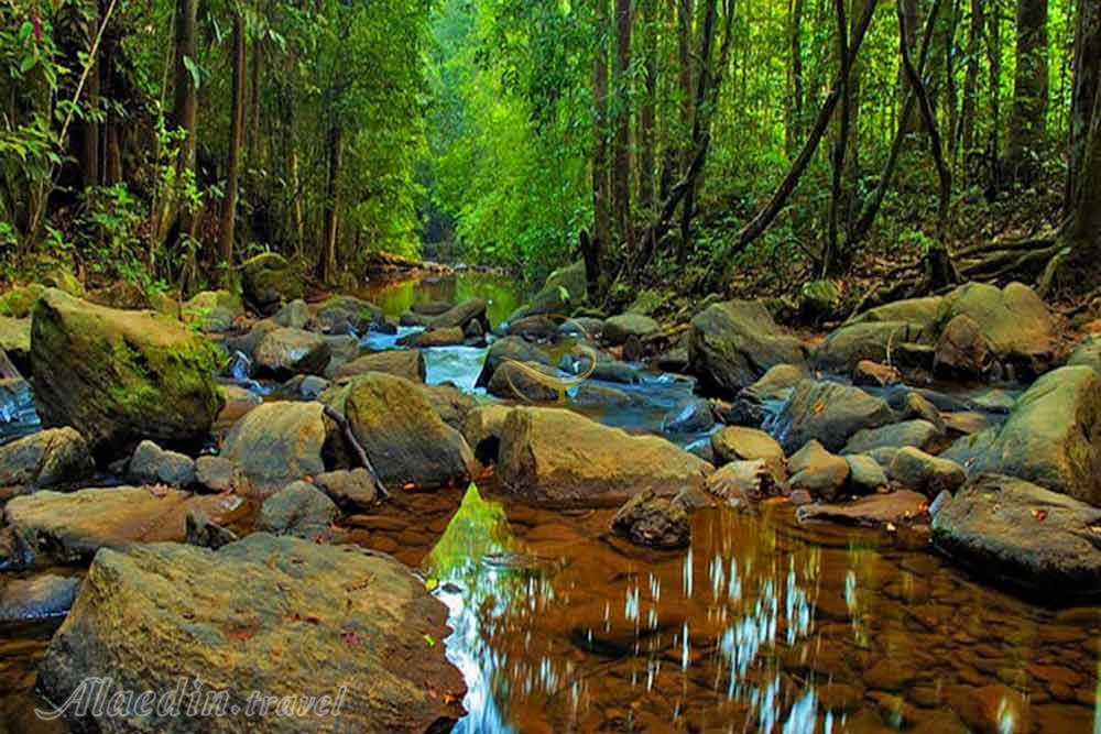 جنگل حفاظت شده سیناراجا در گاله - سریلانکا | علاءالدین تراول