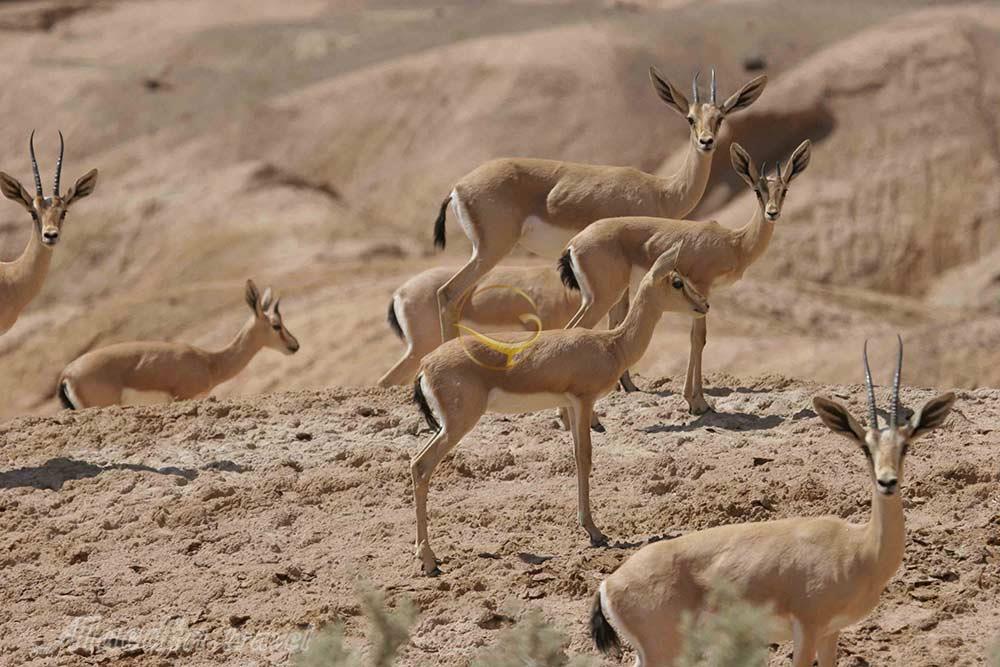 پارک ملی کویر گرمسار | علاءالدین تراول