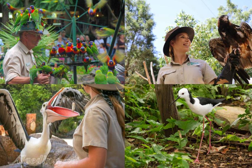 پرندگان پناهگاه حیات وحش کورومبین گلد کوست | علاالدین تراول