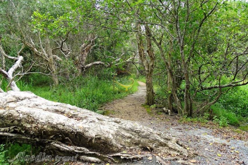 هینترلند گلد کوست | علاالدین تراول